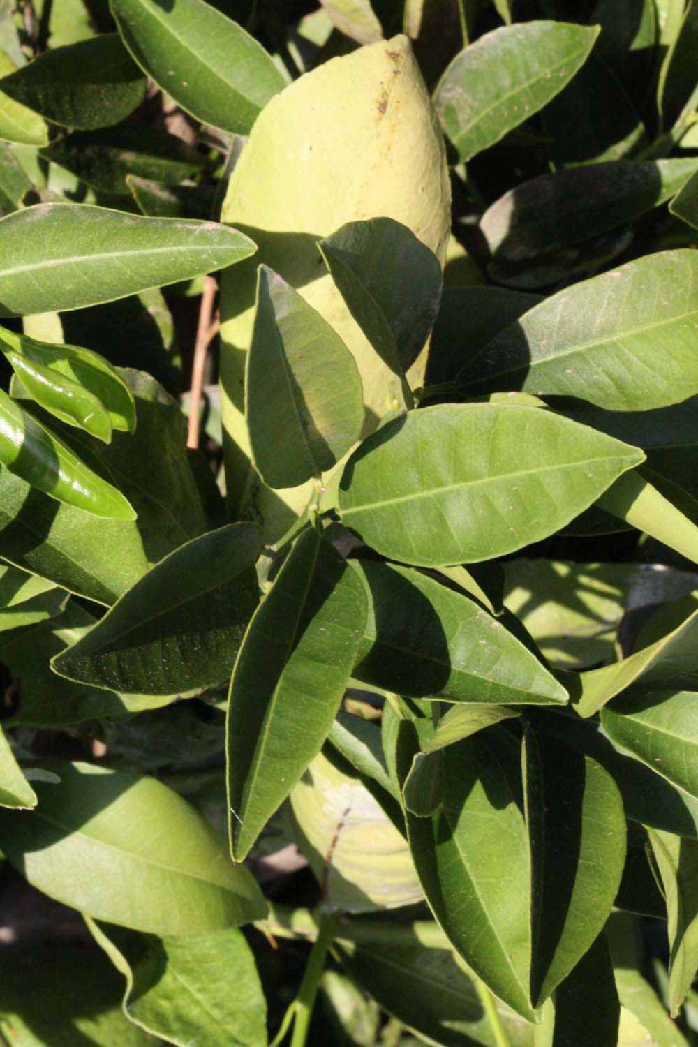              Sun leaves (Riverside, CA)       